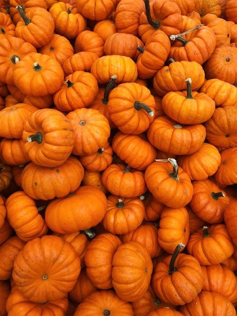 pumpkins.jpeg
